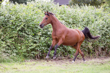 Reitponywallach auf der Weide