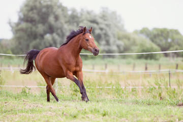Reitponywallach auf der Weide