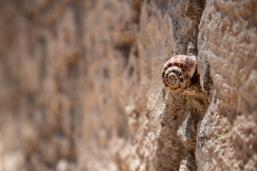 Snail's shell on the stone