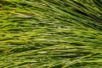 tef cereal - eragrostis tef - botany and botanical backgrounds