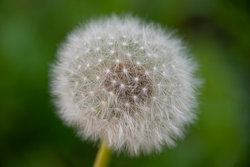 Fluffy dandelion ball.Dandelion inflorescence with seeds.Dandelion fruits with a tuft of white soft hairs.