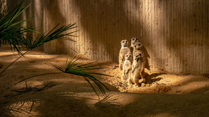 Group of funny meerkats (surikate) in the zoo in Barcelona.