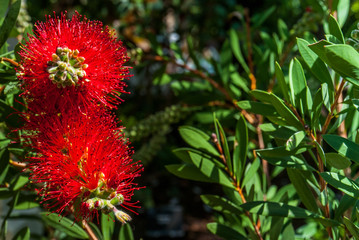 Red Bottlebrush flowers (Callistemon citrinus)