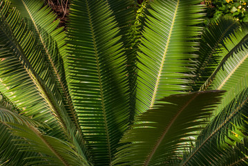 Obraz na płótnie Canvas Teosinte palm (Dioon mejiae), multiple plants