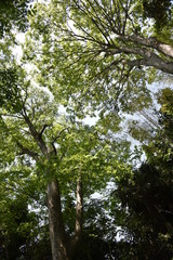 The fresh green of the Japanese Zelkova is very beautiful.