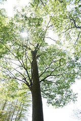 The fresh green of the Japanese Zelkova is very beautiful.