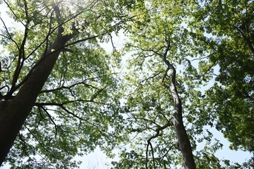 The fresh green of the Japanese Zelkova is very beautiful.