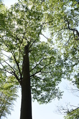 The fresh green of the Japanese Zelkova is very beautiful.