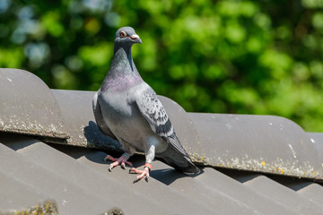 Beautiful racing pigeon on the ridge of the roof.