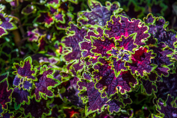 Fototapeta premium Solenostemon Westfield Coleus Plant