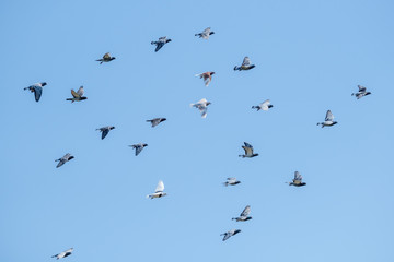 Flying racing pigeons and a blue sky
