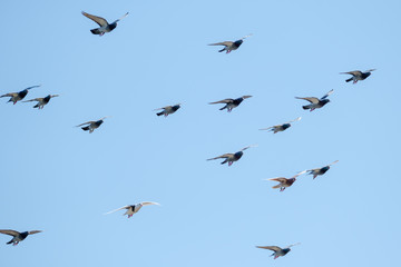 Fototapeta premium Flying racing pigeons and a blue sky
