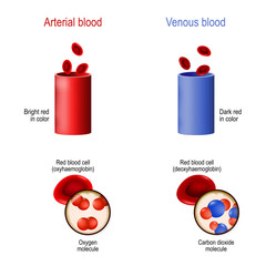 venous and arterial blood. difference - obrazy, fototapety, plakaty