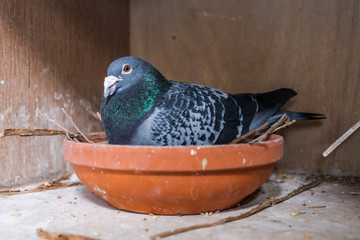 Breeding carrier pigeon on her nest