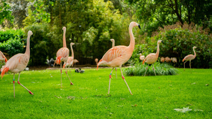 Group of pink flamencos in a zoo.