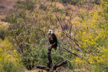 Bald Eagle on branch