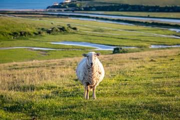 A sheep standing in a field, with the Cuckmere River behind
