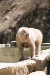 Japan Makaken