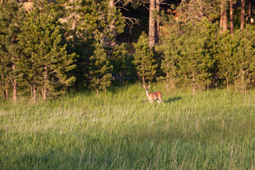 Female Deer next to Forest