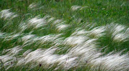 feather grass in the wild in the wind