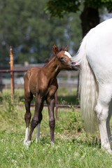 Fototapeta premium Reitponyfohlen