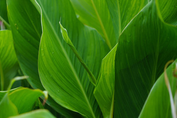 Green leaves as background