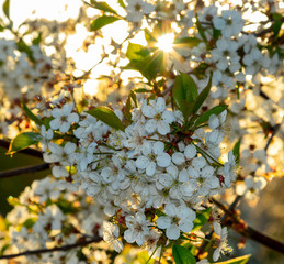 A wonderful flowering tree. Sunny day