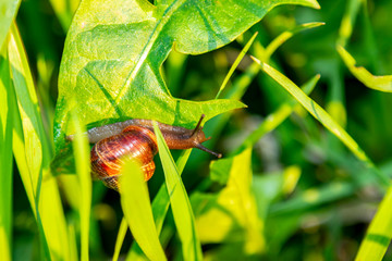 Wildlife. Snail on a sunny meadow