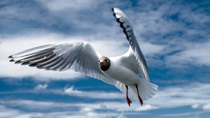 Fototapeta premium bird