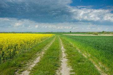 Fototapeta na wymiar Country road through a field of rapeseed and green grain, clouds on the sky