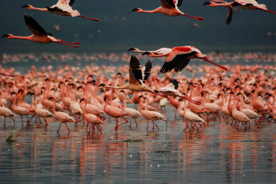 Flamingos at Lake Nakuru