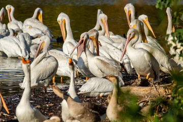 American pelicans at White Rock Lake. Dallas, Texas.