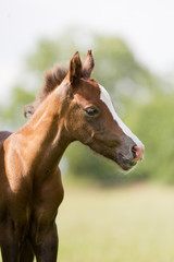 Fototapeta premium Źrebię kucyka