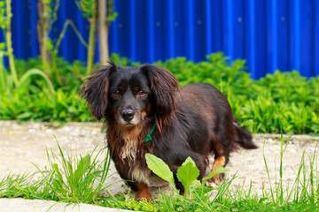 Dog breed dachshund