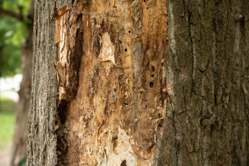 Tree eaten by insects with fallen bark
