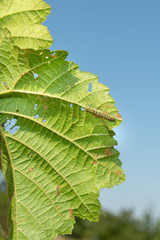Hazelnut leaf damaged by a pest closeup in a man's hand. Industrial nut cultivation and beetle protection