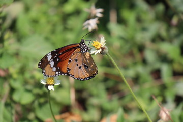 Colorful Butterfly