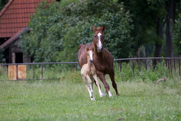 Reitponyfohlen