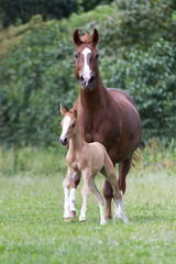 Warmblutstute und Fohlen