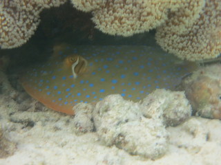 Manta raya con topos azules