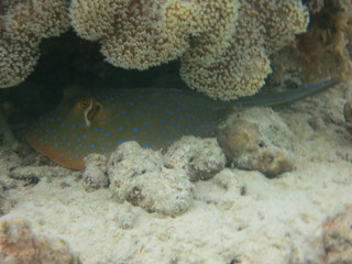 Manta raya con topos azules