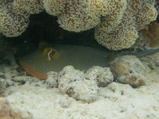 Manta raya con topos azules