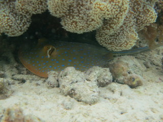 Manta raya con topos azules