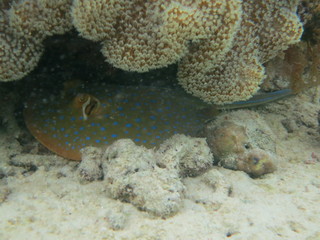 Manta raya con topos azules