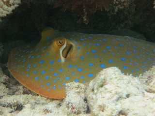 Manta raya con topos azules
