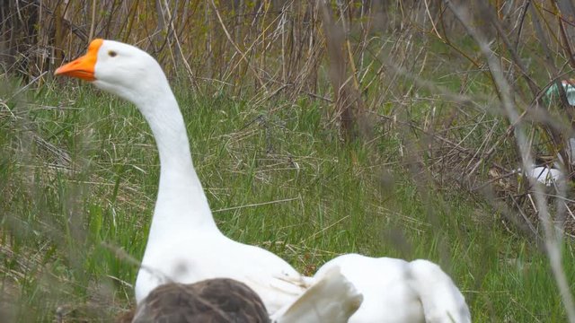 Geese graze in the meadow and eat grass