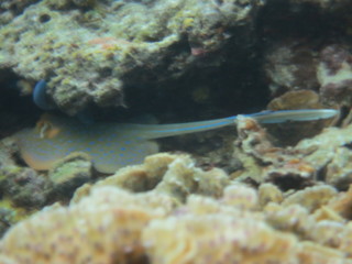 Manta raya con topos azules