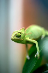 Green chameleon close-up with big eyes sitting on a branch and holding her paw