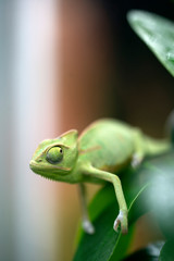 Green chameleon close-up with big eyes sitting on a branch and holding her paw