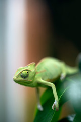 Green chameleon close-up with big eyes sitting on a branch and holding her paw